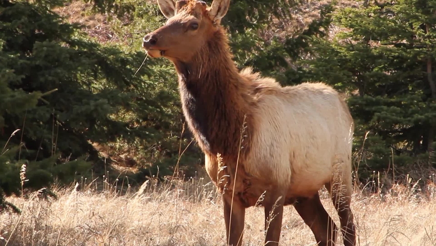 Shaggy stag Wapiti Elk without antlers eats dry grass in sunny meadow