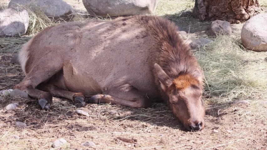 Cute, tawny female Wapiti Elk sleeps peacefully on the ground