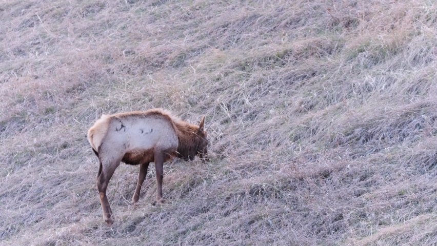 Lone male Elk with small antlers eats dry grass on shaded hillside
