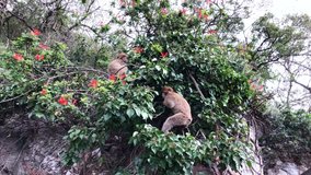 Wild monkeys as Barbary Macaque climbing up trees of the Rock of Gibraltar. British Colony Gibraltar. Video in 4K.