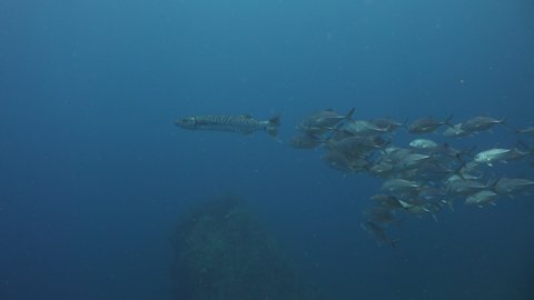 Long shot . Bunch of Bigeye trevally ( Caranx sexfasciatus) chasing Great Barracuda (Sphyraena barracuda)