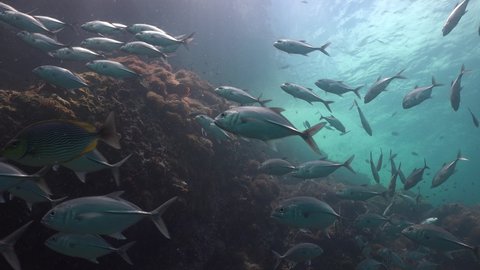 Reef life. Bunch of bigeye trevally ( Caranx sexfasciatus) float chaotically  close to the surface 