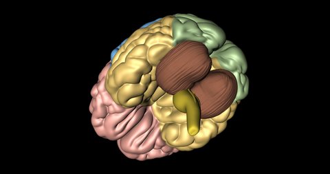 Cerebrum, cerebellum and medulla oblongata in rotation seen from below