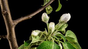 Spring beautiful flowers apple tree blossom is timelapse, close up. Flower buds. Time lapse of fresh white blossoming apple backdrop on black. Time lapse of Easter fresh blossoming apple. 4K video.