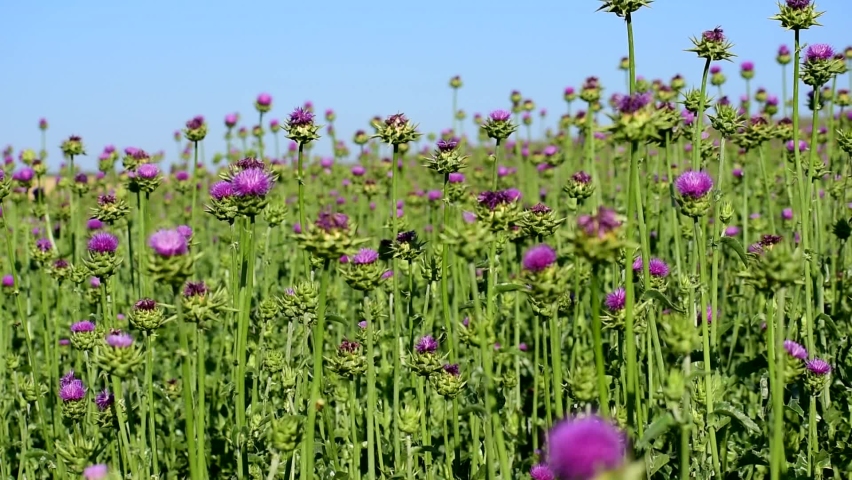 milk thistle grows on the field. blue sky. Royalty-Free Stock Footage #1072223162