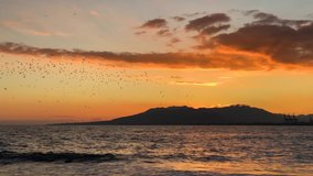 Flying flock of birds against the background of the raid waves of the sea at sunset of the day. Beauty of nature. Video in 4K.