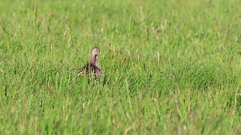 Curlew standing on the meadow watch for her chicks and call, spring, (numenius arquata), germany
