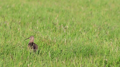 Curlew standing on the meadow watch for her chicks and call, spring, (numenius arquata), germany

