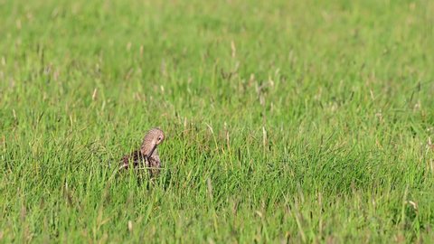Curlew standing on the meadow and clean her feathers, spring, (numenius arquata), germany