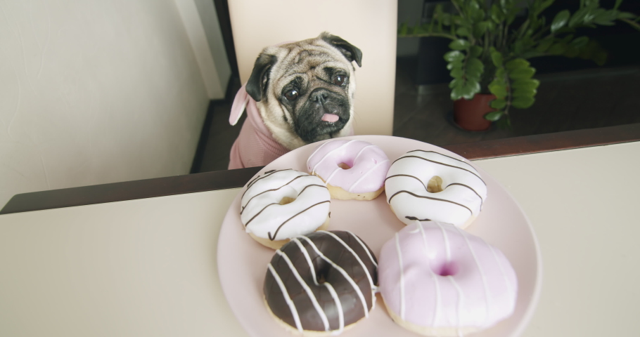 Funny cute pug dog dressed pink suit want to steal donut from the table. Pull food from table by paw. Hungry pug dog stealing food. Funny dog food thief concept. Cozy kitchen Royalty-Free Stock Footage #1072226183