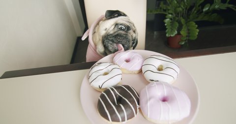 Funny cute pug dog dressed pink suit want to steal donut from the table. Pull food from table by paw. Hungry pug dog stealing food. Funny dog food thief concept. Cozy kitchen