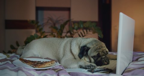 Cute pug dog sleep with notebook. Enjoy resting with pizza, full belly. Funny pizza delivery concept. Pizza order. Funny bad freelance worker. Tired after shopping online with bank cards
