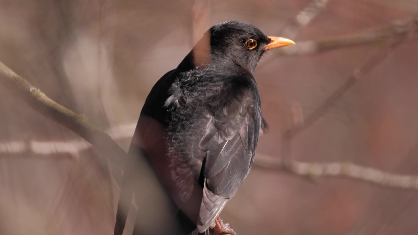 The close-up of the common blackbird (Turdus merula) is sitting on the tree branch on the sunny spring day