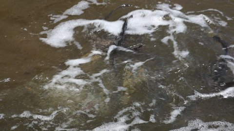Stocking the river with fish. Release a small sturgeon fish into the water