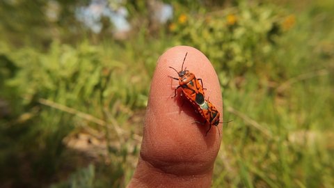 firebugs on the finger.
firebug mating.
Biologist, Exotic vet holding bugs, insects.
This insect is also called a red and black striped stink bug or red bug with black dots.
wildlife veterinarian