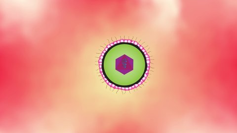 Biological animation Cytomegalovirus in the human body, CMV in human body,  venereal diseases DNA virus or venereal diseases viral, hpv, microbiological viruses spread in the human body, rotavirus
