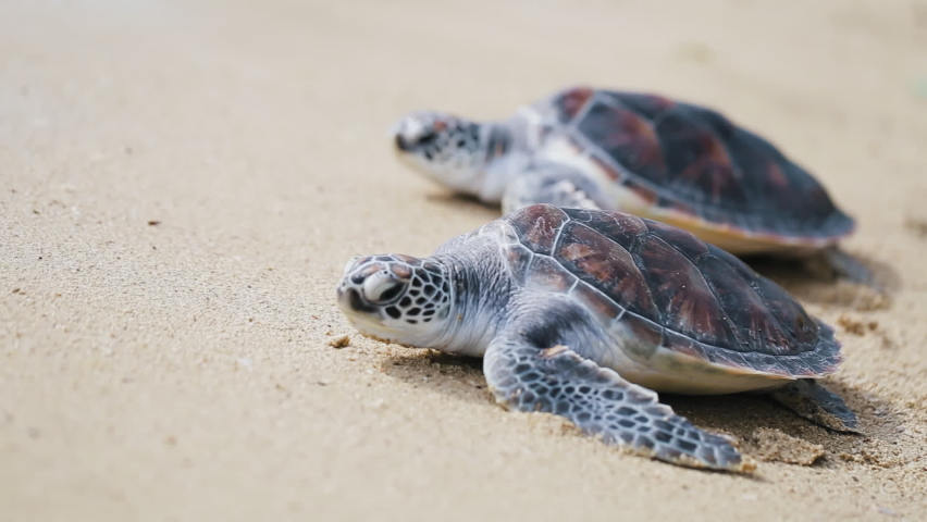 Two Sea turtles crawling down sand beach toward sea water summer. Family new beginning life swim ocean. Baby turtles crossing shore sunny. Change pollution global warming. Marine Life. Los Angeles | Shutterstock HD Video #1072238279
