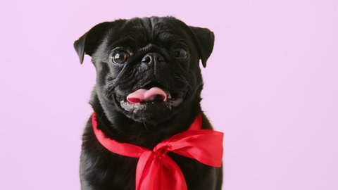 Portrait cute little black pug dog wearing red bow looking at camera on studio background. Funny pet puppy.