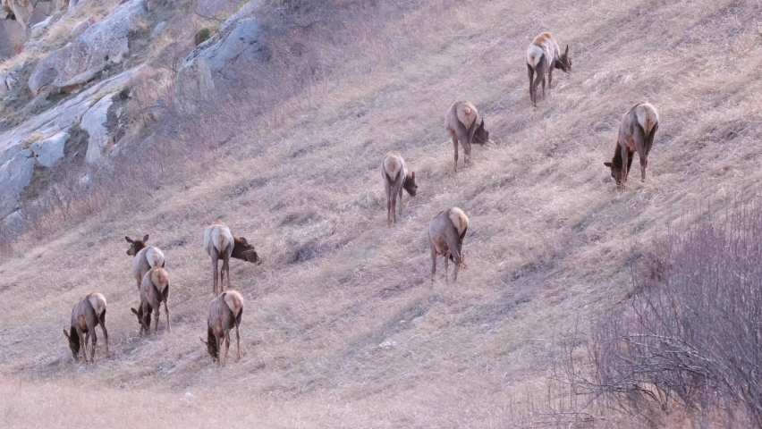 Small herd of Wapiti Elk eat tall grass on steep, dry, shaded hillside