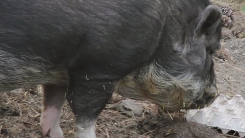 Cute, black Potbellied Pig explores farmyard sty for food to nibble