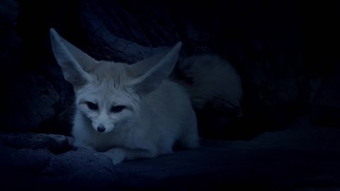 Cave Fox Listening Out For Danger In The Night