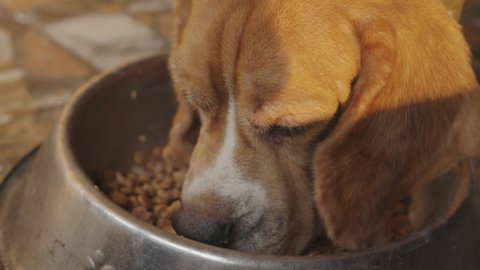 4K Close-up of adorable old beagle dog which deliciously eating its canine food in bowl during morning with sunlight shows friendship and love for pet which feed him nutrition for healthy and happy.