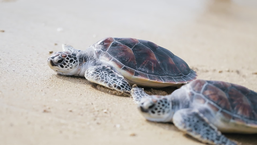 Sea turtles crawling white sand  toward beach sunny or sunset. Two baby turtles pup wild sea animal swim tropical island. New beginning life lover effort change pollution global warming Germany.
 Royalty-Free Stock Footage #1072242011