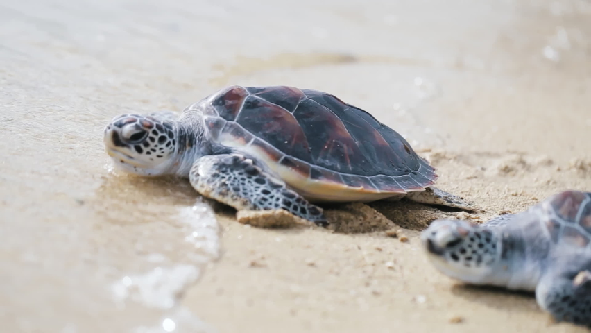 Sea turtles crawling white sand  toward beach sunset. Two baby turtles pup wild sea animal swim tropical island. New beginning life lover effort change pollution global warming COVID-19. Gulf Brazil
 | Shutterstock HD Video #1072242011