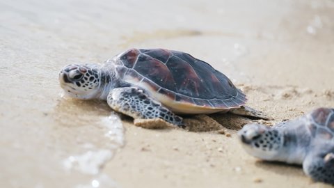 Sea turtles crawling white sand  toward beach sunny or sunset. Two baby turtles pup wild sea animal swim tropical island. New beginning life lover effort change pollution global warming Brazil.
