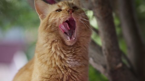 Gorgeous fluffy ginger cat yawns and licks after eating getting ready for sleeping. Beautiful pet relaxes lazily and enjoys life. Cat in nature