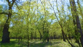 Blurry 4k stock video footage of beautiful sunny morning defocused green spring forest and clear blue sky. Abstract natural video bokeh background