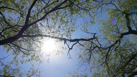 Sparkling morning sun shining through majestic spring green foliage of old tall trees. Leafy branches isolated at clear sunny blue sky in backdrop. Abstract natural 4k video background