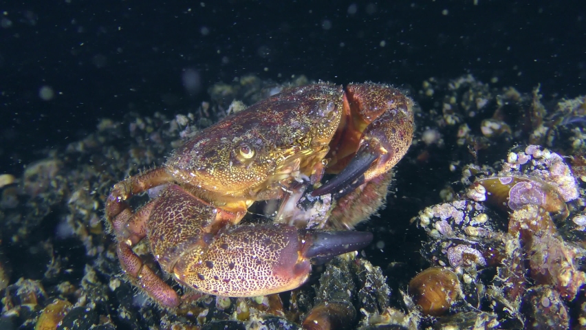 Warty crab or Yellow shore crab (Eriphia verrucosa) picks pieces of mussel meat and eats it.