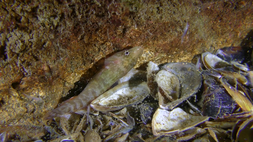 The curious fish Connemarra clingfish (Lepadogaster candolii) eats small crustaceans.