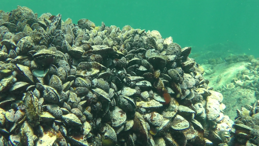 Stones overgrown with a large number of Mussel (Mytilus edulis).