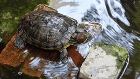A curious little tortoise standing on a rock of water watching something. Little mini turtle in the dark pond water with close-up views. 4k Video.