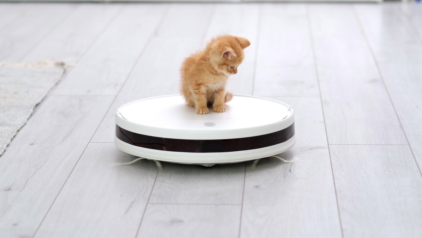 4k Funny little ginger kitten is riding on white robot vacuum cleaner at home. Red cat playing in the modern interior with vacuum cleaner and looking down like it is getting cleaner | Shutterstock HD Video #1072247060