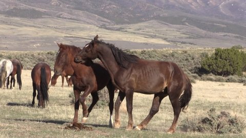 Wild Horse Stallions Fighting  in the Utah Desert