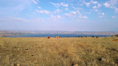 Aerial Shot Of Cattle Grazing On Mount Arbel By Sea Of Galilee Against Sky, Drone Flying Forward