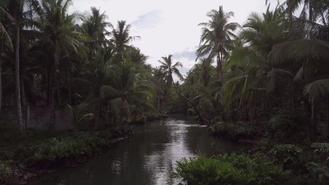 Aerial: Drone Shot Of Man Swinging On Palm Tree Over River In Forest - Siargao, Philippines