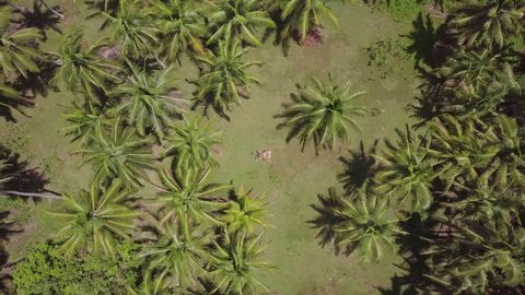 Aerial Shot Of People Relaxing Amidst Palm Trees In Forest, Drone Flying Upwards - Siargao, Philippines