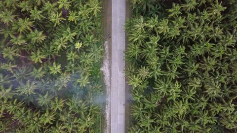 Aerial Shot Of Road Amidst Palm Trees Growing In Forest - Siargao, Philippines