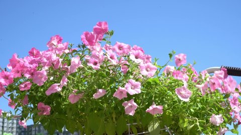 A bush of pink petunias in a pot on the balcony sways in the wind. Pink petunia flower. Grow in the garden. Blooming in summer.