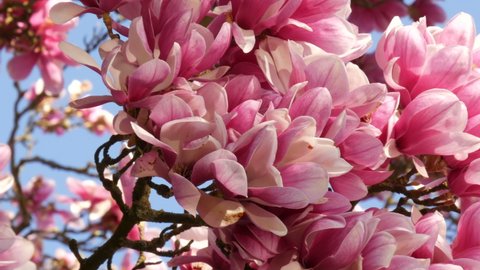 An incredibly beautiful pink flowering magnolia tree. Magnolia flowers on the petals of which water is reflected in the spring season