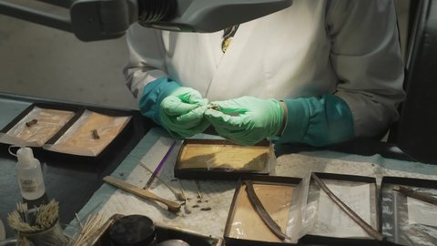 This video shows a paleontologist cleaning fossils in a research laboratory.