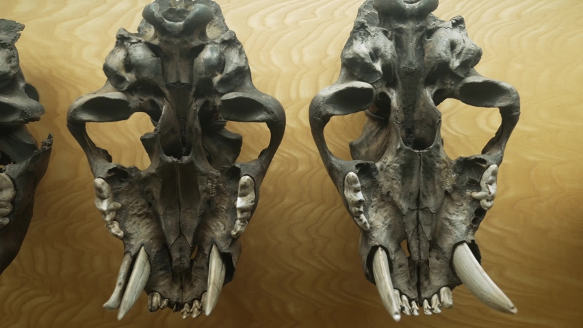 This panning video shows the underside of a row of saber tooth tiger skulls against a golden yellow background.