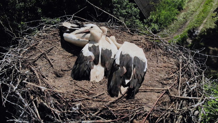 Storks nest with chicks. Drone view.