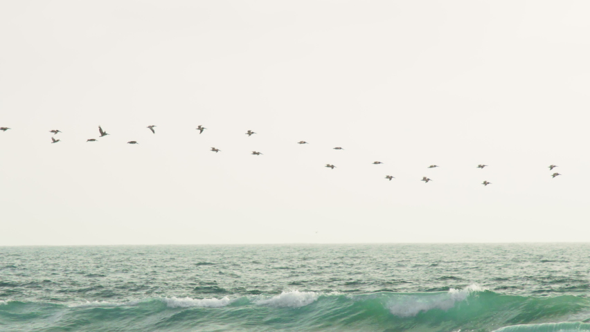 Flocks of pelicans flying low above the stormy ocean. Slow motion video of many wild birds flying together. Wild nature marine background shot on RED Helium Weapon cinema camera.