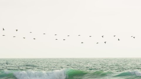 Flocks of pelicans flying low above the stormy ocean. Slow motion video of many wild birds flying together. Wild nature marine background shot on RED Helium Weapon cinema camera.