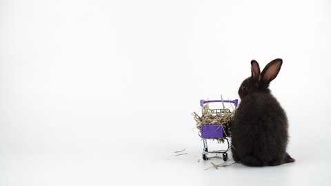 Adorable furry bunny pushing and jumping on shopping cart with dry timothy grass over isolated white background.Newborn baby rabbit with shopping cart looking something.Easter and shop online concept